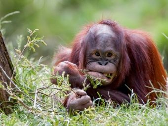 Produktbild: CALVENDO Puzzle Orang Utan | 1000 Teile Lege-Gr&ouml;&szlig;e 64x48cm Foto-Puzzle f&uuml;r gl&uuml;ckliche Stunden