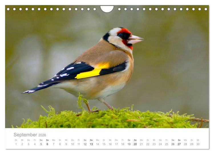 Produktbild: V&ouml;gel in unseren G&auml;rten 2026 (Wandkalender 2026 DIN A4 quer), CALVENDO Monatskalender