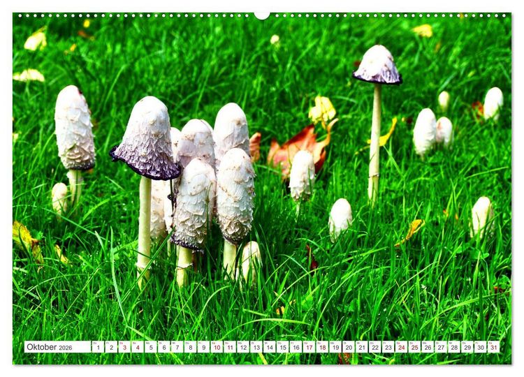 Produktbild: Gr&uuml;nes Paradies - Schlosspark Paffendorf (hochwertiger Premium Wandkalender 2026 DIN A2 quer), Kunstdruck in Hochglanz