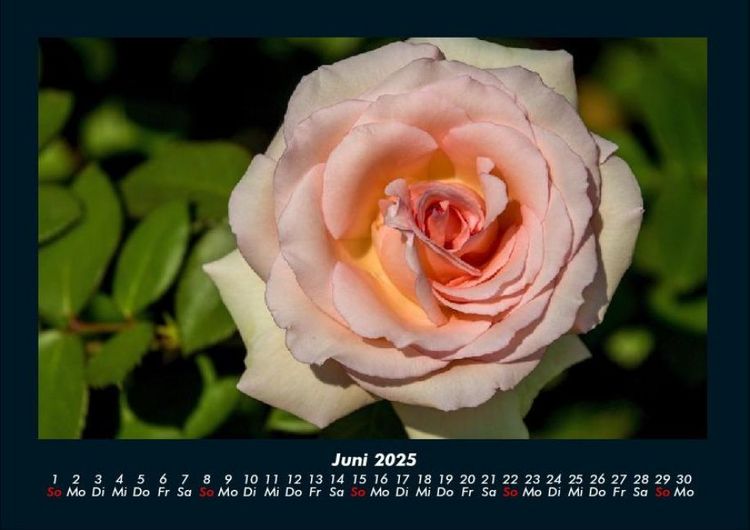 Produktbild: Blumenkalender 2025 Fotokalender DIN A4