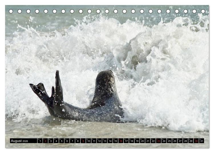 Produktbild: Robben an der Nordsee (Tischkalender 2026 DIN A5 quer), CALVENDO Monatskalender