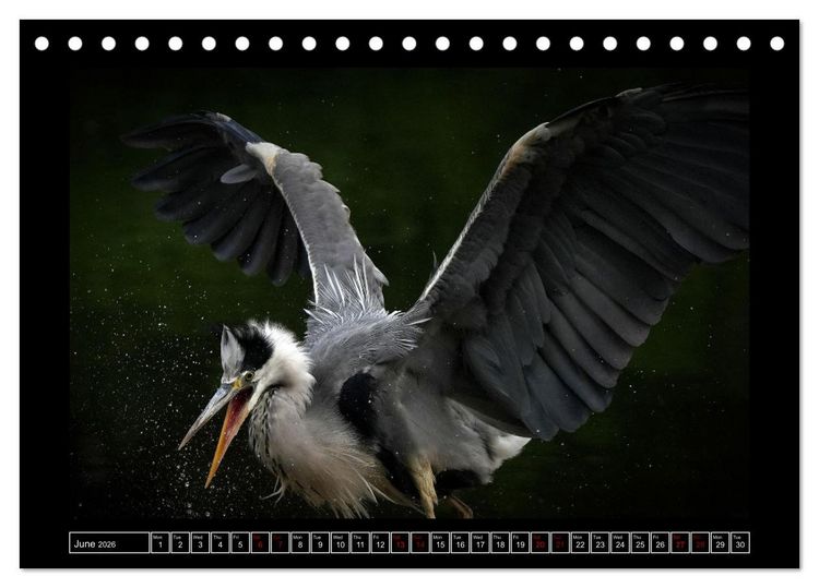 Produktbild: The heron parade (Desk Calendar 2026 DIN A5 landscape), CALVENDO 12 Month DeskCalendar