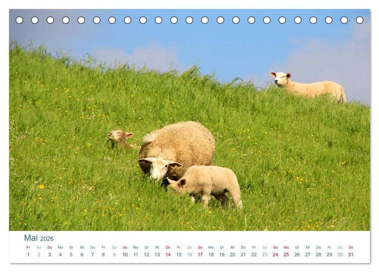 Produktbild: Schafe am Deich 2026. Tierische Impressionen von der Nordseek&uuml;ste (Tischkalender 2026 DIN A5 quer), CALVENDO Monatskalender