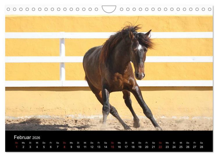 Produktbild: Caballos Spanische Pferde 2026 (Wandkalender 2026 DIN A4 quer), CALVENDO Monatskalender