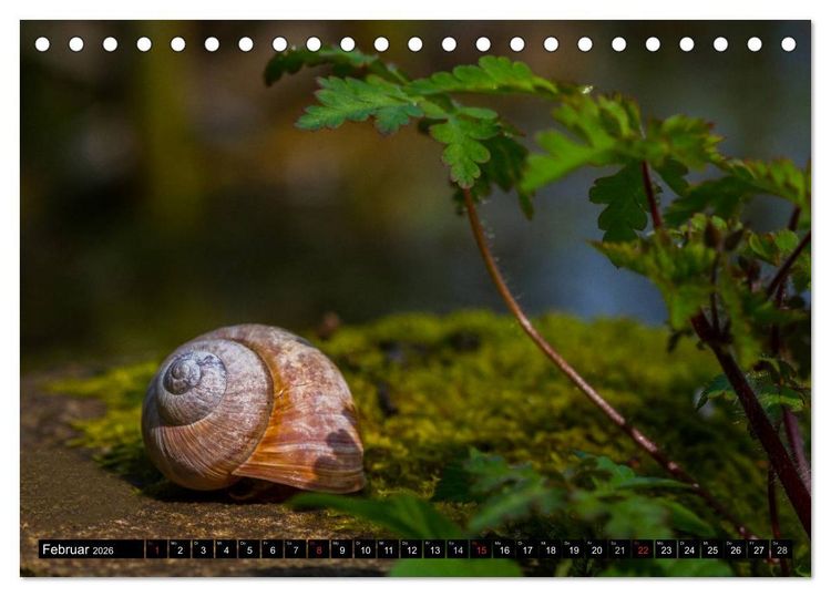 Produktbild: Salamander und Co. (Tischkalender 2026 DIN A5 quer), CALVENDO Monatskalender