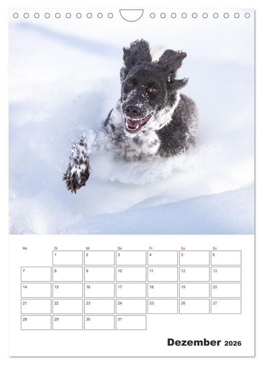 Produktbild: Geboren um zu Jagen. Der kleine M&uuml;nsterl&auml;nder (Wandkalender 2026 DIN A4 hoch), CALVENDO Monatskalender