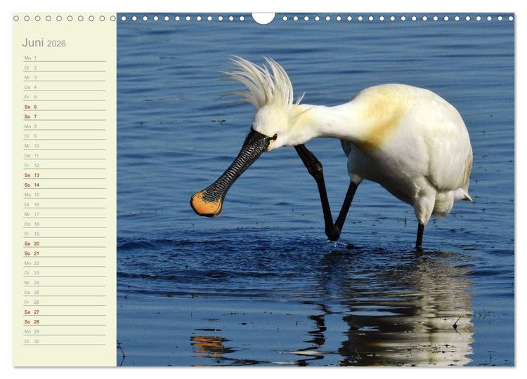 Produktbild: Wiedehopf und Co - von Ren&eacute; Schaack (Wandkalender 2026 DIN A3 quer), CALVENDO Monatskalender