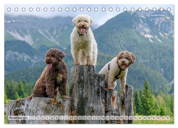 Produktbild: Lagotto Romagnolo in den Alpen 2026 (Tischkalender 2026 DIN A5 quer), CALVENDO Monatskalender