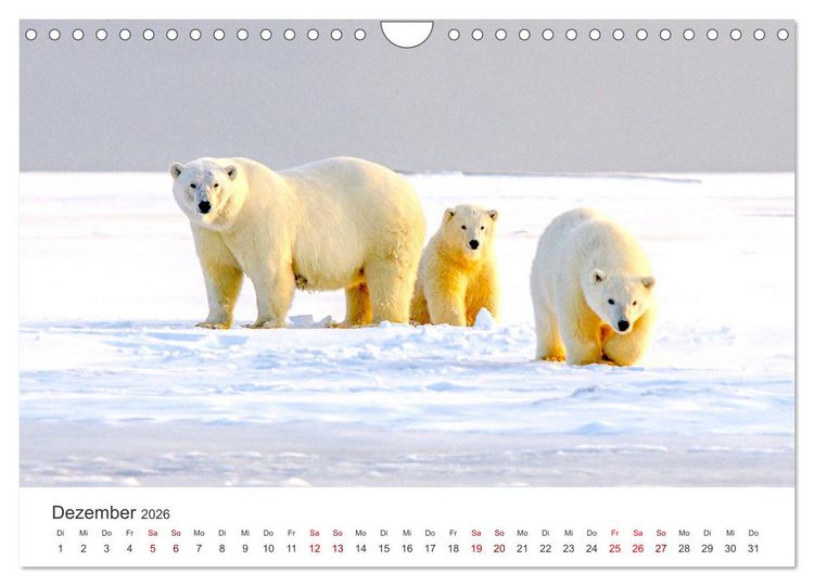 Produktbild: B&auml;ren - Pandas, Grizzlyb&auml;ren und Co. (Wandkalender 2026 DIN A4 quer), CALVENDO Monatskalender