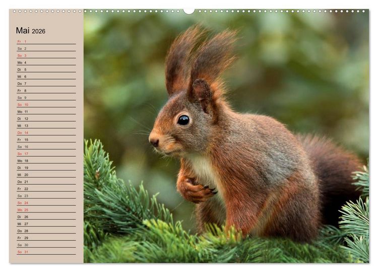 Produktbild: Eichh&ouml;rnchen. Wo sind blo&szlig; die N&uuml;sse? (hochwertiger Premium Wandkalender 2026 DIN A2 quer), Kunstdruck in Hochglanz