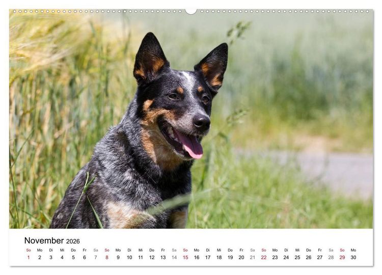 Produktbild: Faszinierende Australian Cattle Dogs (Wandkalender 2026 DIN A2 quer), CALVENDO Monatskalender