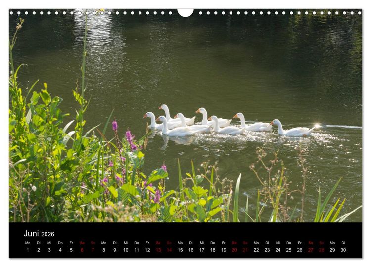 Produktbild: Die Amper - Ansichten eines bayerischen Flusses (Wandkalender 2026 DIN A3 quer), CALVENDO Monatskalender