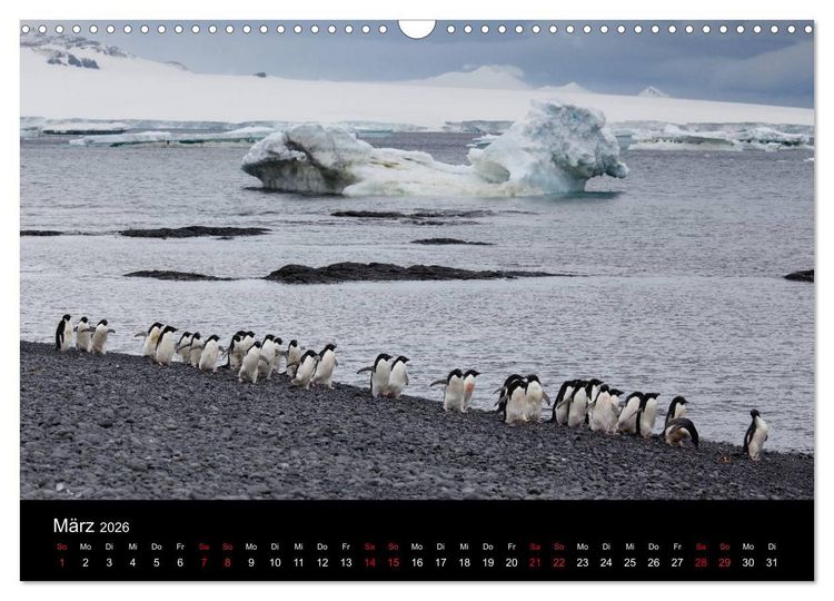 Produktbild: Pinguine - sympathische Fracktr&auml;ger im eisigen S&uuml;den (Wandkalender 2026 DIN A3 quer), CALVENDO Monatskalender