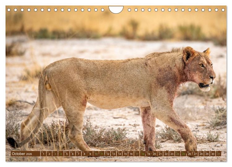 Produktbild: Lions of Southern Africa (Wall Calendar 2026 DIN A4 landscape), CALVENDO 12 Month Wall Calendar
