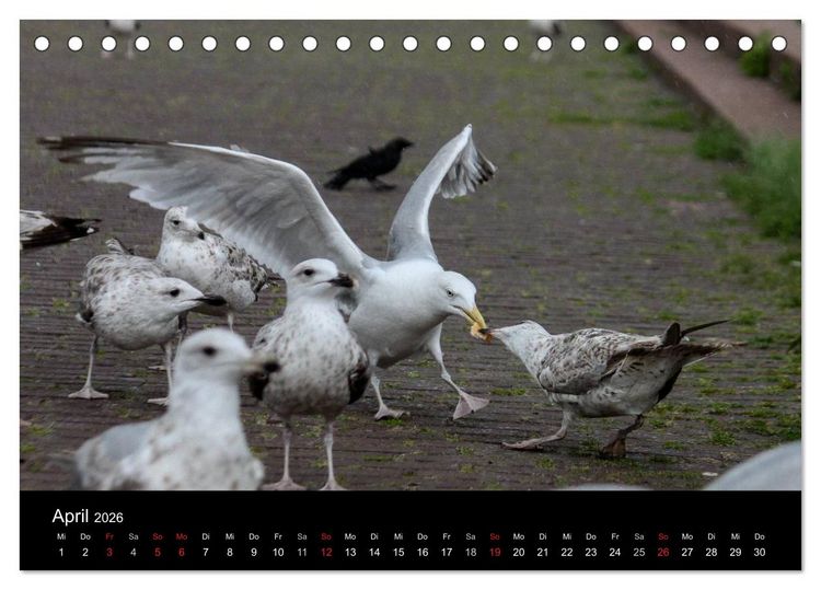 Produktbild: Spontane Fotografie - M&ouml;wen (Tischkalender 2026 DIN A5 quer), CALVENDO Monatskalender