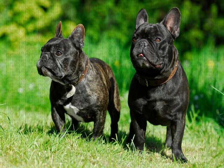 Produktbild: CALVENDO Puzzle Franz&ouml;sische Bulldogge P&auml;rchen | 1000 Teile Lege-Gr&ouml;&szlig;e 64x48cm Foto-Puzzle f&uuml;r gl&uuml;ckliche Stunden