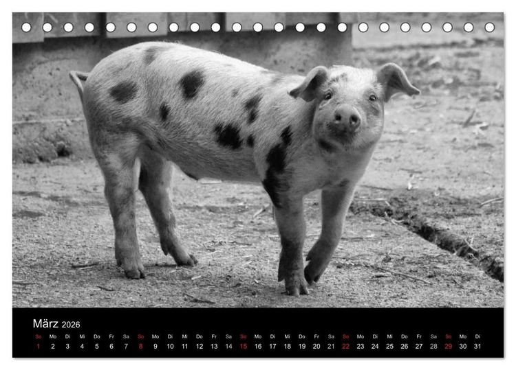 Produktbild: Das Leben der Schweine (Tischkalender 2026 DIN A5 quer), CALVENDO Monatskalender