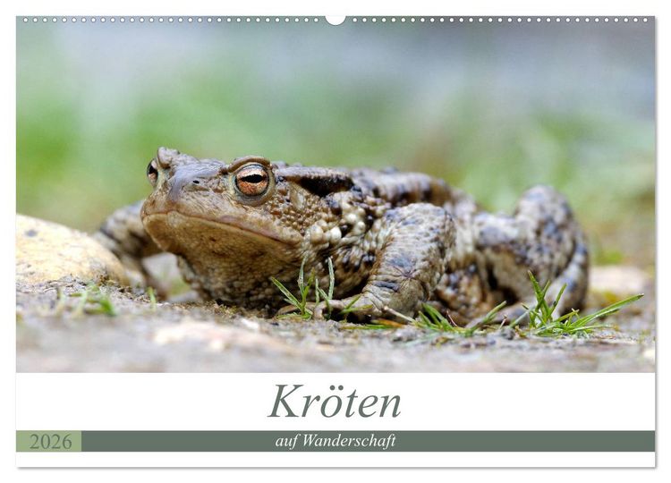 Produktbild: Kr&ouml;ten auf Wanderschaft (Wandkalender 2026 DIN A2 quer), CALVENDO Monatskalender