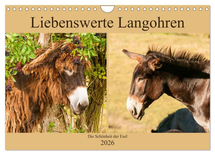 Produktbild: Liebenswerte Langohren - Die Sch&ouml;nheit der Esel (Wandkalender 2026 DIN A4 quer), CALVENDO Monatskalender