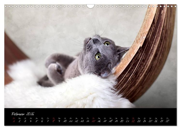 Produktbild: Katzen 2026 (Wandkalender 2026 DIN A3 quer), CALVENDO Monatskalender