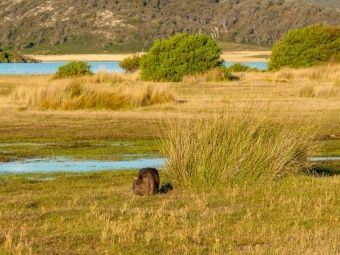 Produktbild: CALVENDO Puzzle Wombat im Narawntapu NP | 1000 Teile Lege-Gr&ouml;&szlig;e 64x48cm Foto-Puzzle f&uuml;r gl&uuml;ckliche Stunden