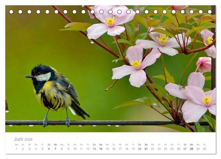 Produktbild: V&ouml;gel in unseren G&auml;rten 2026 (Tischkalender 2026 DIN A5 quer), CALVENDO Monatskalender