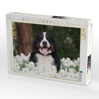 Produktbild: CALVENDO Puzzle Ein Motiv aus dem Kalender WAUZEBAER den Berner Sennenhund | 1000 Teile Lege-Gr&ouml;&szlig;e 64x48cm Foto-Puzzle f&uuml;r gl&uuml;ckliche Stunden