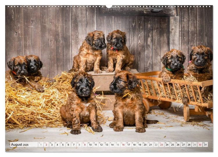 Produktbild: Berger de Brie - Welpen (hochwertiger Premium Wandkalender 2026 DIN A2 quer), Kunstdruck in Hochglanz
