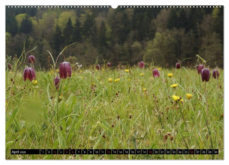 Produktbild: Die Schachbrettblume (hochwertiger Premium Wandkalender 2026 DIN A2 quer), Kunstdruck in Hochglanz