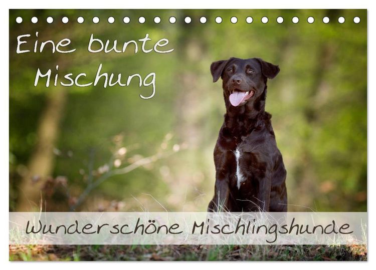 Produktbild: Eine bunte Mischung - wundersch&ouml;ne Mischlingshunde / Geburtstagskalender (Tischkalender 2026 DIN A5 quer), CALVENDO Monatskalender