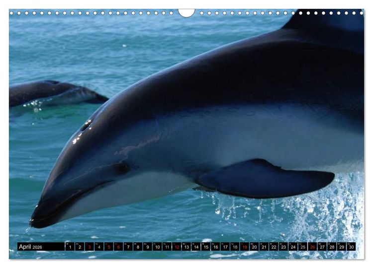 Produktbild: Delfine und Wale (Wandkalender 2026 DIN A3 quer), CALVENDO Monatskalender