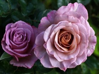 Produktbild: CALVENDO Puzzle Wundersch&ouml;ne Rosen | 1000 Teile Lege-Gr&ouml;&szlig;e 64x48cm Foto-Puzzle f&uuml;r gl&uuml;ckliche Stunden