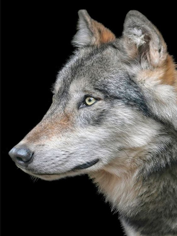 Produktbild: CALVENDO Puzzle Wolf 1000 Teile Lege-Gr&ouml;&szlig;e 480 x 640 cm Foto-Puzzle Bild von Peter Roder
