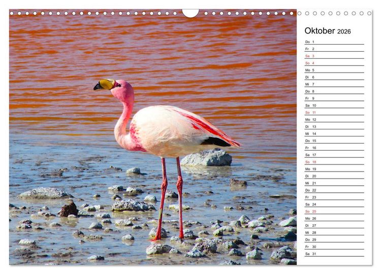 Produktbild: Mein Flamingo Planer (Wandkalender 2026 DIN A3 quer), CALVENDO Monatskalender
