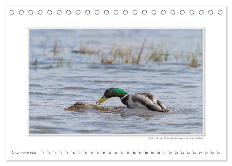 Produktbild: Emotionale Momente: Tierischer Sex. (Tischkalender 2026 DIN A5 quer), CALVENDO Monatskalender
