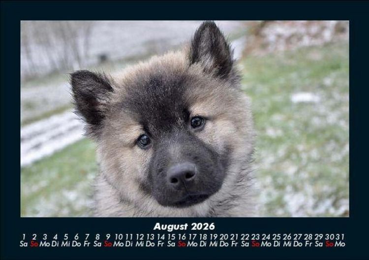 Produktbild: Hundezauber 2026 Fotokalender DIN A5