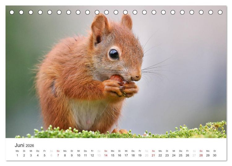 Produktbild: Eichh&ouml;rnchen Kinder (Tischkalender 2026 DIN A5 quer), CALVENDO Monatskalender