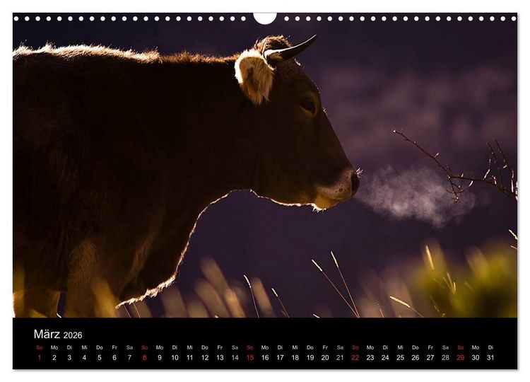 Produktbild: K&uuml;he 2026 (Wandkalender 2026 DIN A3 quer), CALVENDO Monatskalender