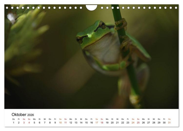 Produktbild: Besucher im Garten - Laubfr&ouml;sche (Wandkalender 2026 DIN A4 quer), CALVENDO Monatskalender
