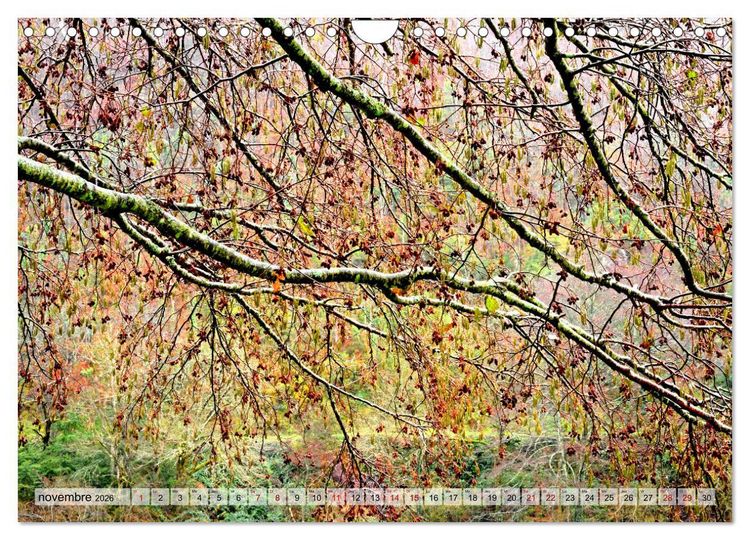 Produktbild: Au c&oelig;ur de la for&ecirc;t (Calendrier mural 2026 DIN A4 vertical), CALVENDO calendrier mensuel
