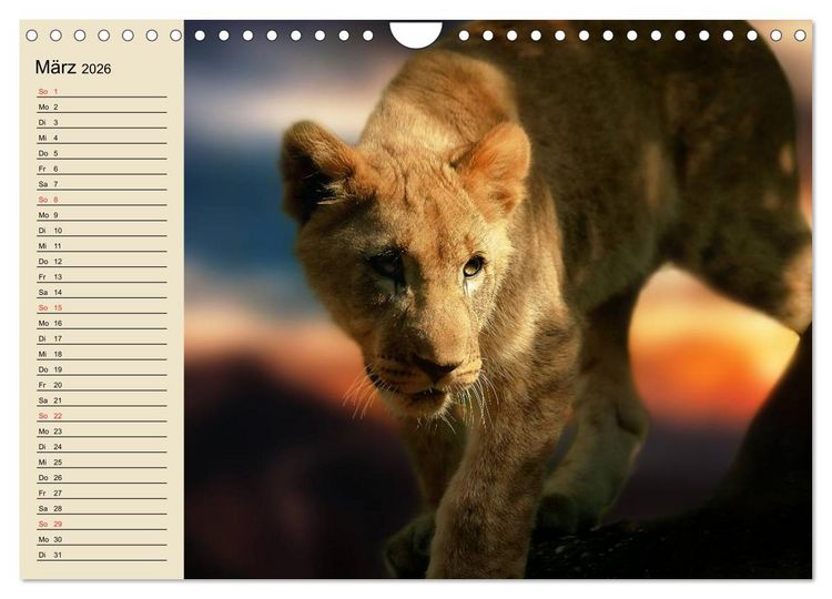 Produktbild: L&ouml;wen in freier Wildbahn (Wandkalender 2026 DIN A4 quer), CALVENDO Monatskalender