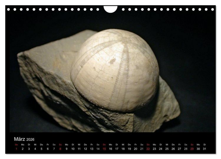 Produktbild: Fossilien - Zeugen der Urzeit (Wandkalender 2026 DIN A4 quer), CALVENDO Monatskalender