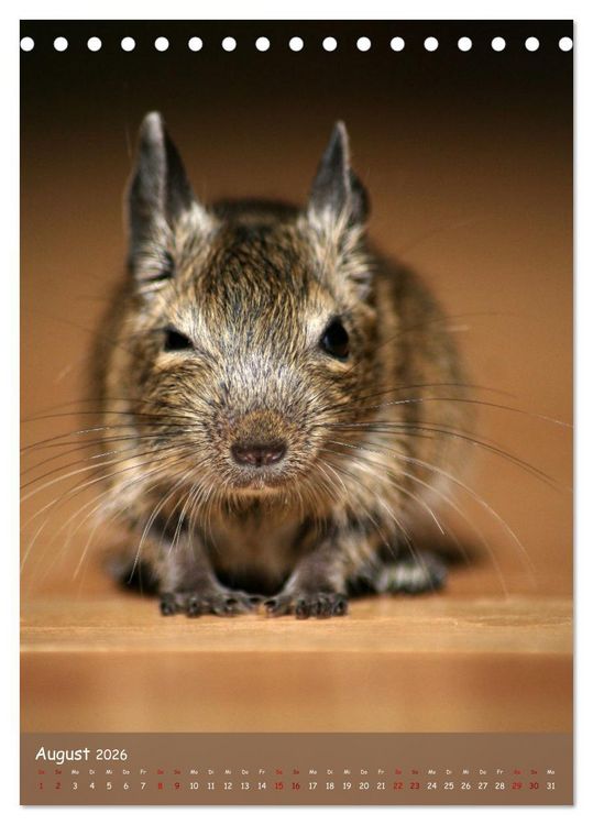Produktbild: Degus - Winzlinge mit gro&szlig;em Herz (Tischkalender 2026 DIN A5 hoch), CALVENDO Monatskalender