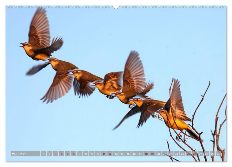 Produktbild: V&ouml;gel im Fluge (Wandkalender 2026 DIN A2 quer), CALVENDO Monatskalender