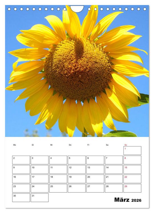 Produktbild: Leuchtende Sonnenblumen (Wandkalender 2026 DIN A4 hoch), CALVENDO Monatskalender