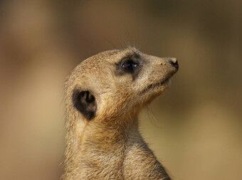 Produktbild: Erdm&auml;nnchen Profil (Puzzle)