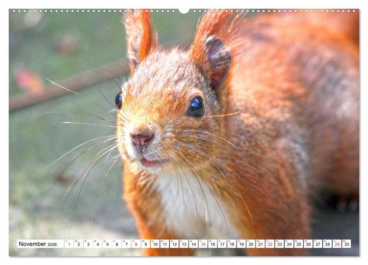 Produktbild: Eichh&ouml;rnchen in freier Natur (hochwertiger Premium Wandkalender 2026 DIN A2 quer), Kunstdruck in Hochglanz