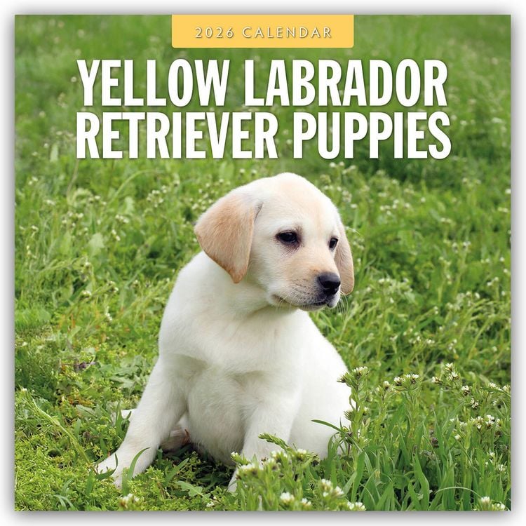 Produktbild: Yellow Labrador Retriever Puppies – Gelbe Labrador Retriever Welpen 2026 – 16-Monatskalender