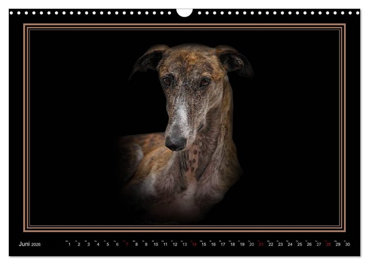 Produktbild: Galgo Espa&ntilde;ol 2026- Der spanische Windhund (Wandkalender 2026 DIN A3 quer), CALVENDO Monatskalender
