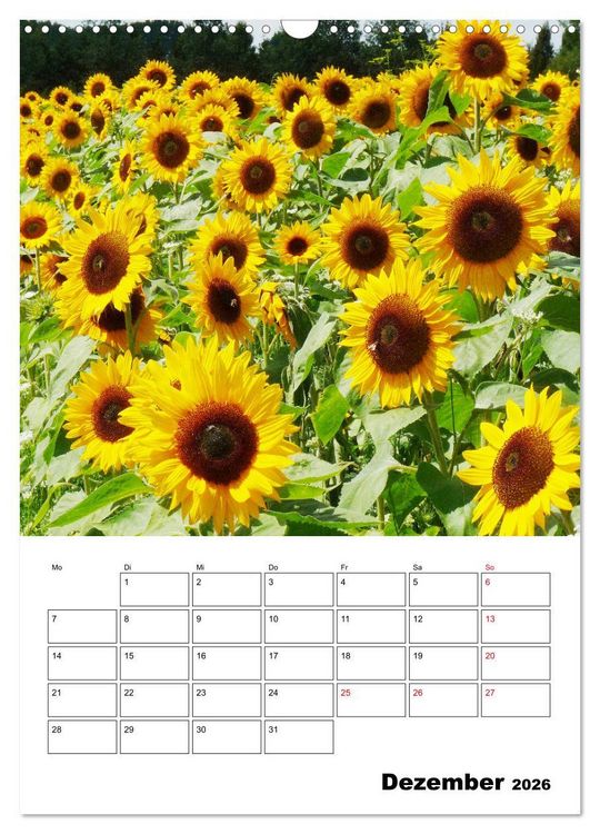Produktbild: Leuchtende Sonnenblumen (Wandkalender 2026 DIN A3 hoch), CALVENDO Monatskalender